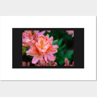 Orange rhododendron blooming Posters and Art